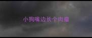 小狗嘴边长个肉瘤