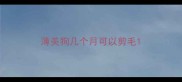薄美狗几个月可以剪毛