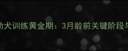 拉布拉多幼犬训练黄金期3月龄前关键阶段与科学方法