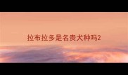 拉布拉多是名贵犬种吗