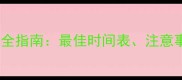巴哥犬疫苗接种全指南最佳时间表注意事项及常见误区