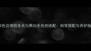 咖啡色边境牧羊犬与黑白毛色的绝配科学搭配与养护指南