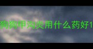 狗狗甲沟炎用什么药好
