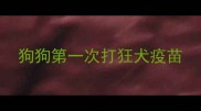 狗狗第一次打狂犬疫苗
