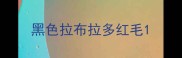 黑色拉布拉多红毛
