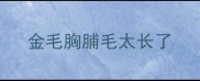 金毛胸脯毛太长了