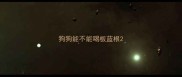 狗狗能不能喝板蓝根