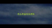 怎么养金毛长得快