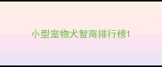 小型宠物犬智商排行榜