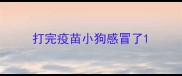 打完疫苗小狗感冒了