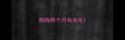 狗狗两个月有杂毛