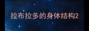 拉布拉多的身体结构