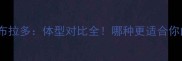 松狮vs拉布拉多体型对比全哪种更适合你的家庭