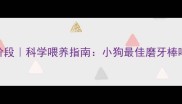 幼犬到成犬全阶段科学喂养指南小狗最佳磨牙棒喂养时间表