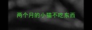 两个月的小猫不吃东西