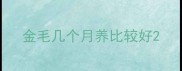 金毛几个月养比较好