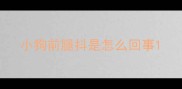 小狗前腿抖是怎么回事