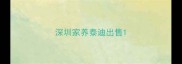 深圳家养泰迪出售