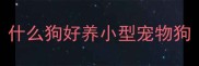 什么狗好养小型宠物狗