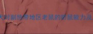 拉布拉多犬对副热带地区老鼠的防鼠能力及应对指南
