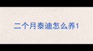 二个月泰迪怎么养