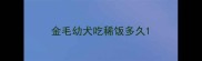 金毛幼犬吃稀饭多久