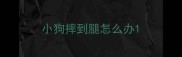 小狗摔到腿怎么办