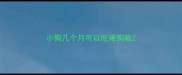 小狗几个月可以吃硬狗粮