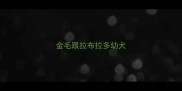 金毛跟拉布拉多幼犬