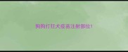 狗狗打狂犬疫苗注射部位