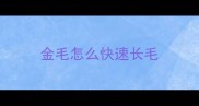 金毛怎么快速长毛
