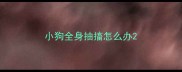 小狗全身抽搐怎么办