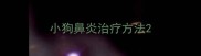 小狗鼻炎治疗方法