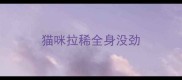 猫咪拉稀全身没劲
