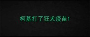 柯基打了狂犬疫苗