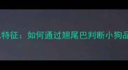 不同狗狗尾巴特征如何通过翘尾巴判断小狗品种及性格