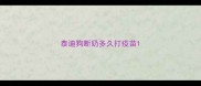 泰迪狗断奶多久打疫苗