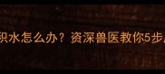 猫咪肺部积水怎么办资深兽医教你5步应对指南
