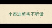 小泰迪剪毛不听话