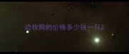 边牧狗的价格多少钱一只