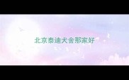 北京泰迪犬舍那家好
