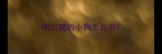 刚出窝的小狗怎么养