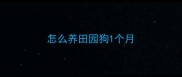 怎么养田园狗1个月