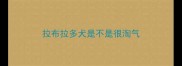 拉布拉多犬是不是很淘气