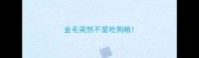金毛突然不爱吃狗粮