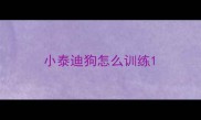 小泰迪狗怎么训练