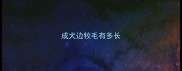 成犬边牧毛有多长