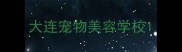 大连宠物美容学校