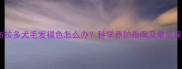 拉布拉多犬毛发褪色怎么办科学养护指南及常见误区