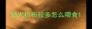 幼犬拉布拉多怎么喂食